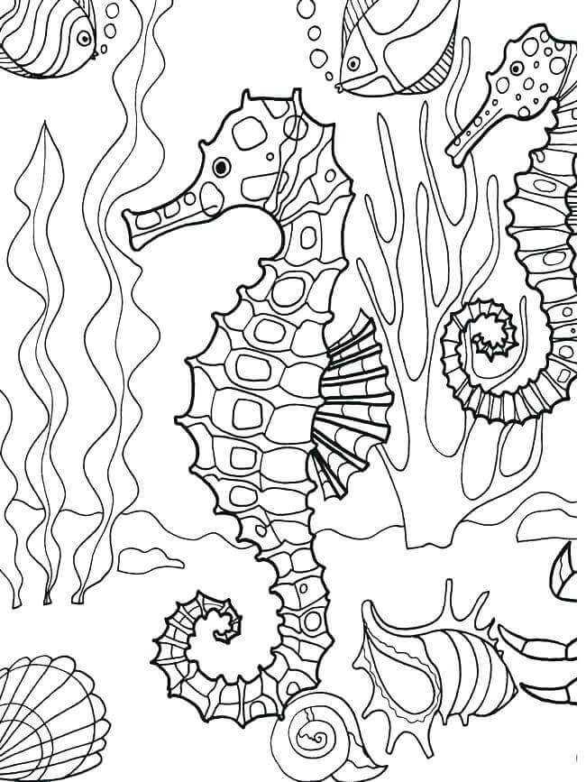 coloring seahorse ocean sea printable under