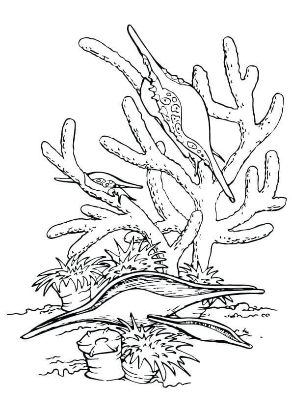 Under The Sea Coloring Images