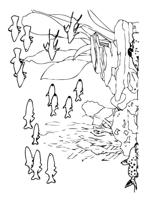 Sea Animals Coloring Pages