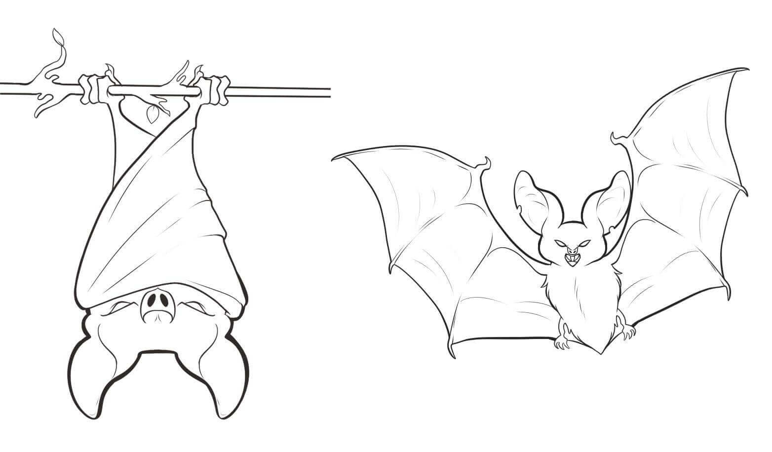 Bat Hanging Upside Down Coloring Page