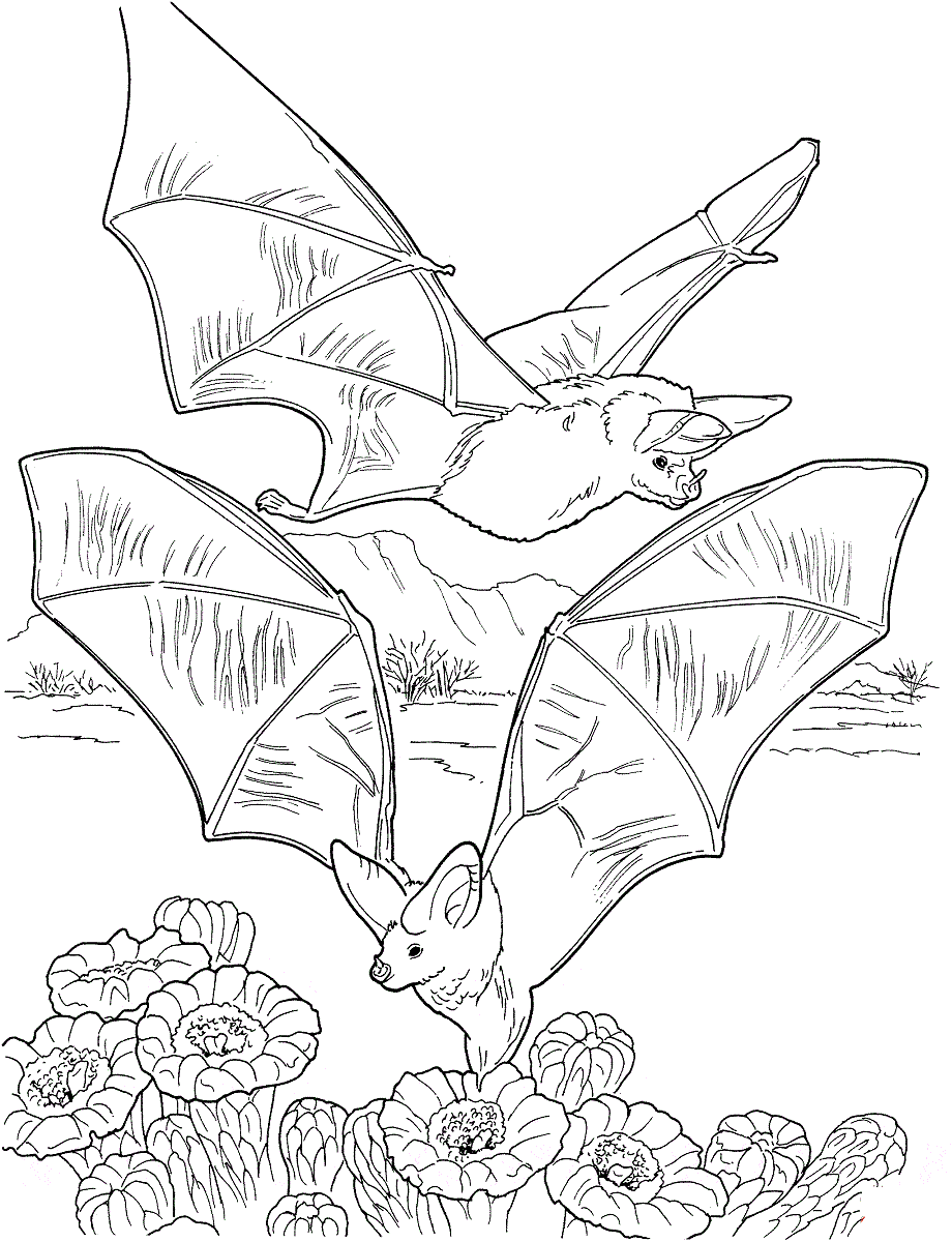 Bats gathering nectar coloring pages