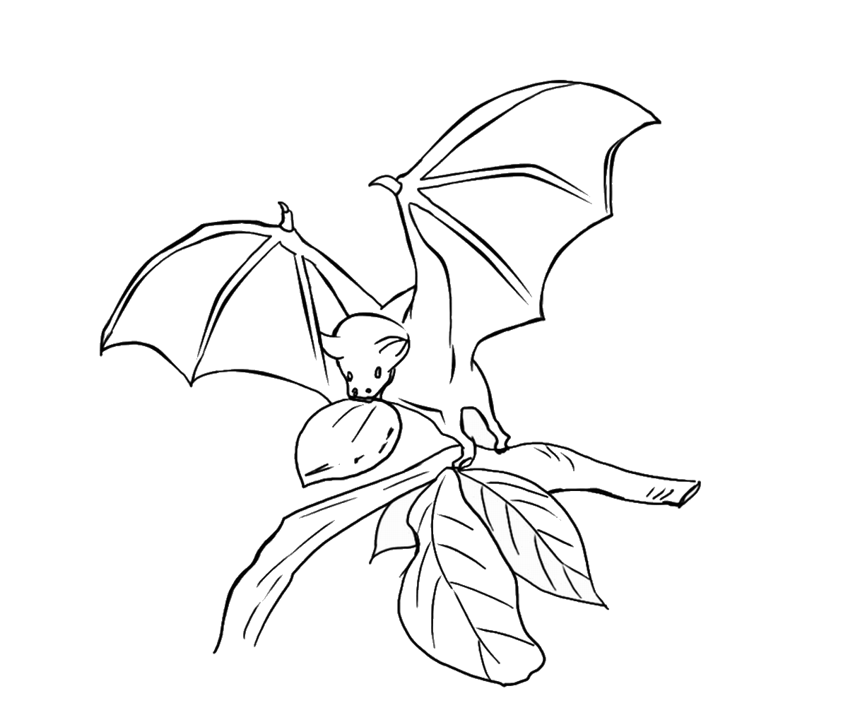 Download 30 Free Bat Coloring Pages Printable