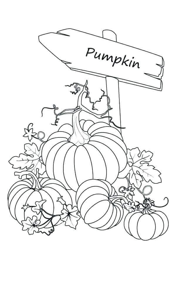 Free Printable Pumpkin Coloring Sheets