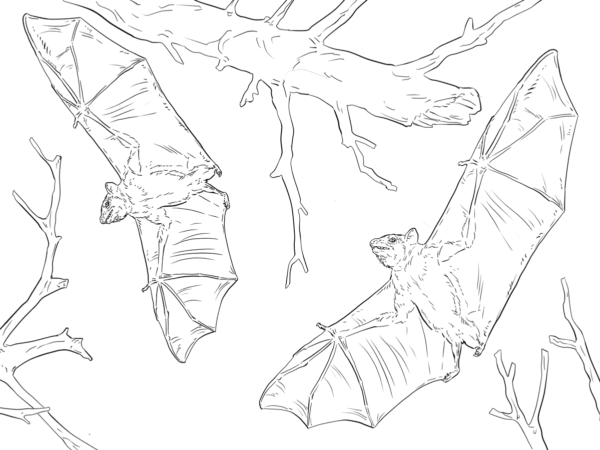 30 Free Bat Coloring Pages Printable