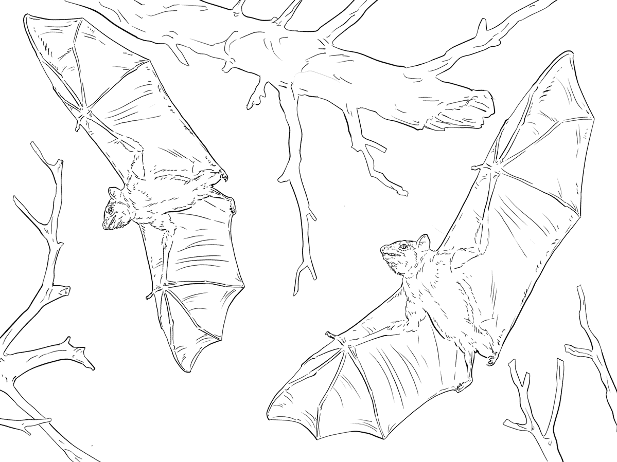 Download 30 Free Bat Coloring Pages Printable