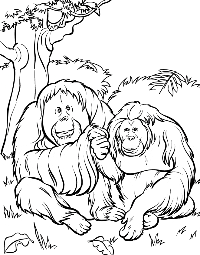 Zoo Coloring Pages For Kids