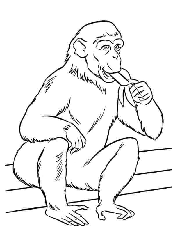 Zoo Money Coloring Page