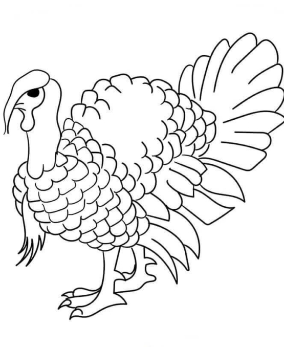 30 Free Turkey Coloring Pages Printable