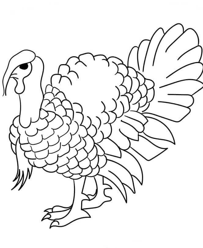 Domestic Turkey Coloring Picture To Print