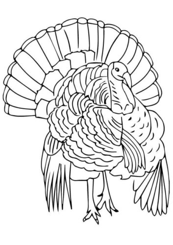 black throated gray turkey coloring pages