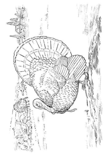 Goulds Wild Turkey Coloring Sheet