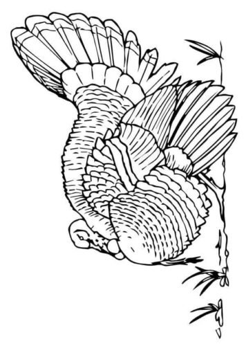 Merriams Wild Turkey Coloring Page