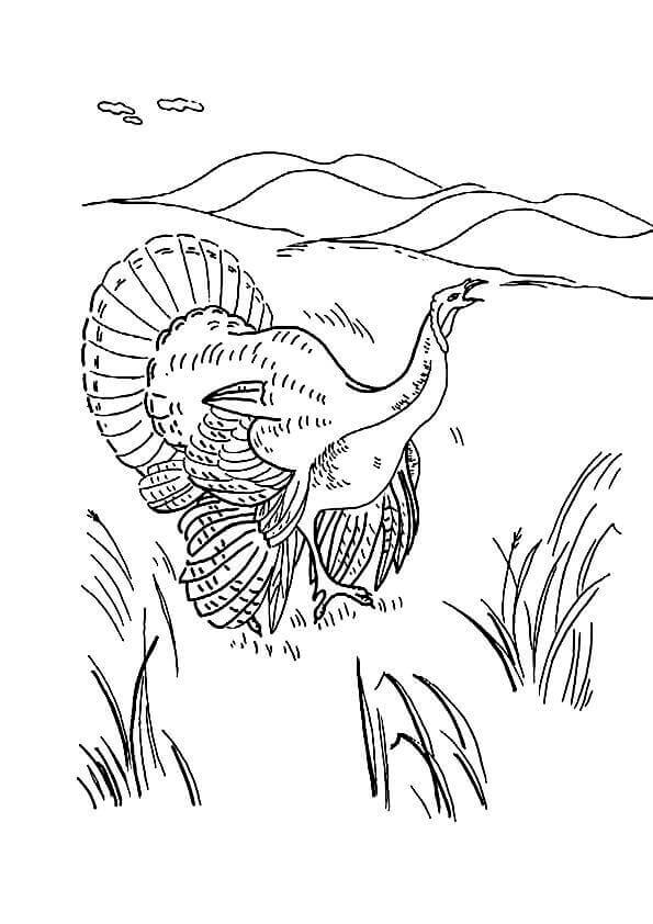 Ocellated Turkey Coloring Page
