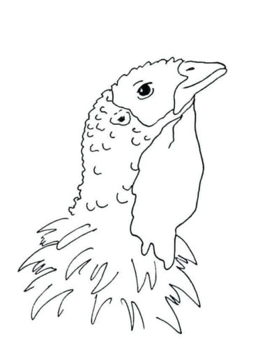 Realistic Turkey Animal Coloring Pages