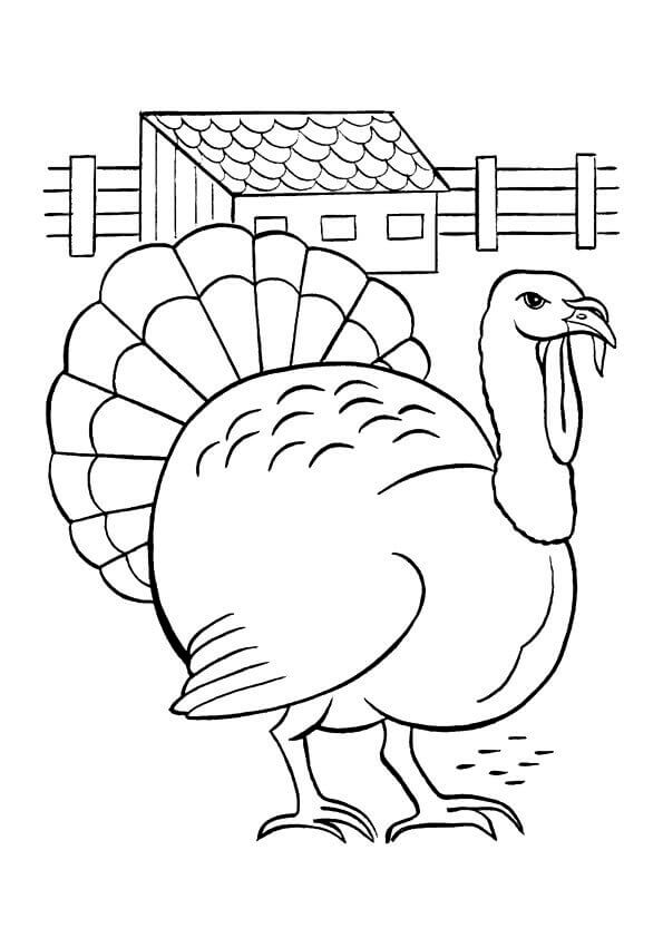 Slate Turkey Coloring Page