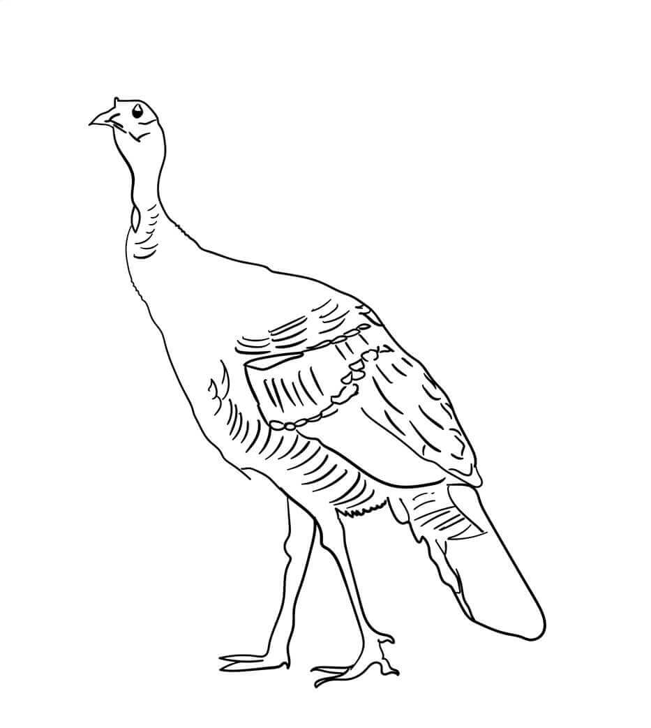 South Mexican Turkey Coloring Picture To Print