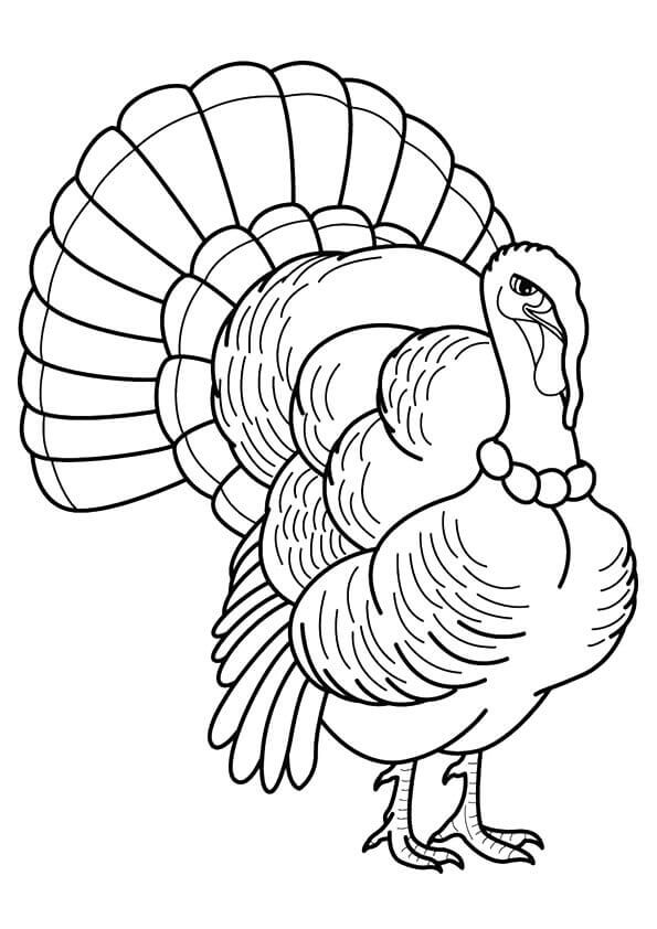 The Royal Palm Turkey Colouring Page