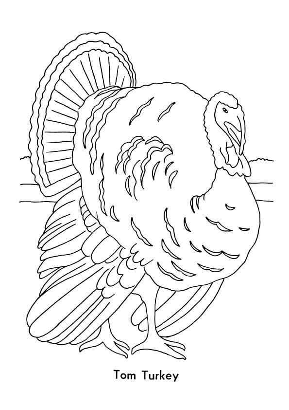 Tom Turkey Coloring Page