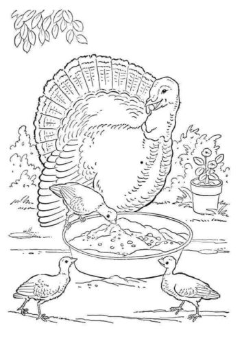Turkey Grazing Coloring Page
