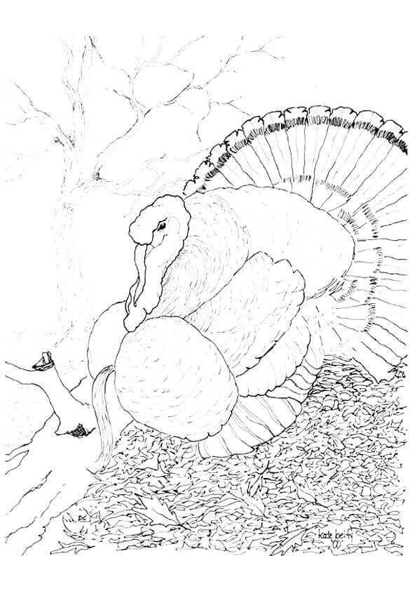 Wild Turkey Coloring Page