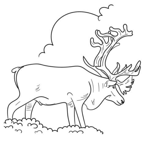 Alaska Yukon Barren Ground Caribou Coloring Page