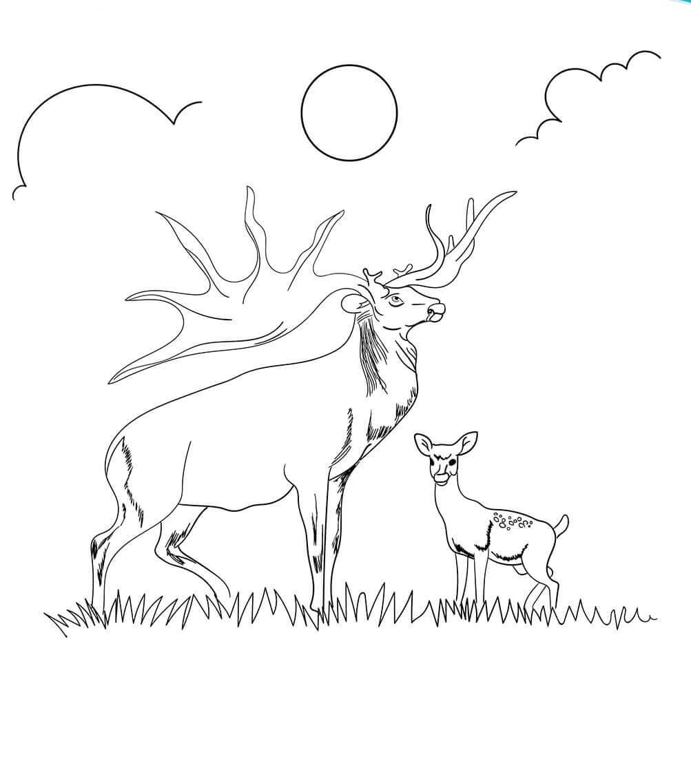 Caribou Coloring Pages