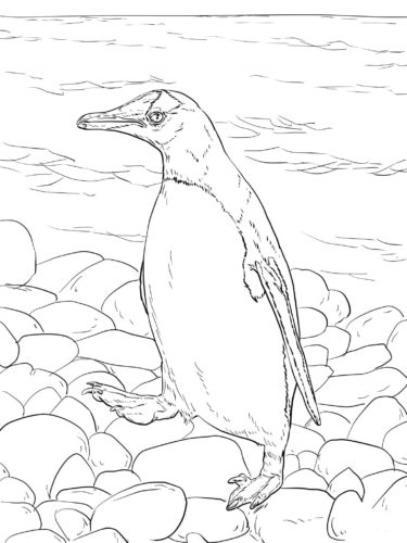 Gentoo Penguin Coloring Page