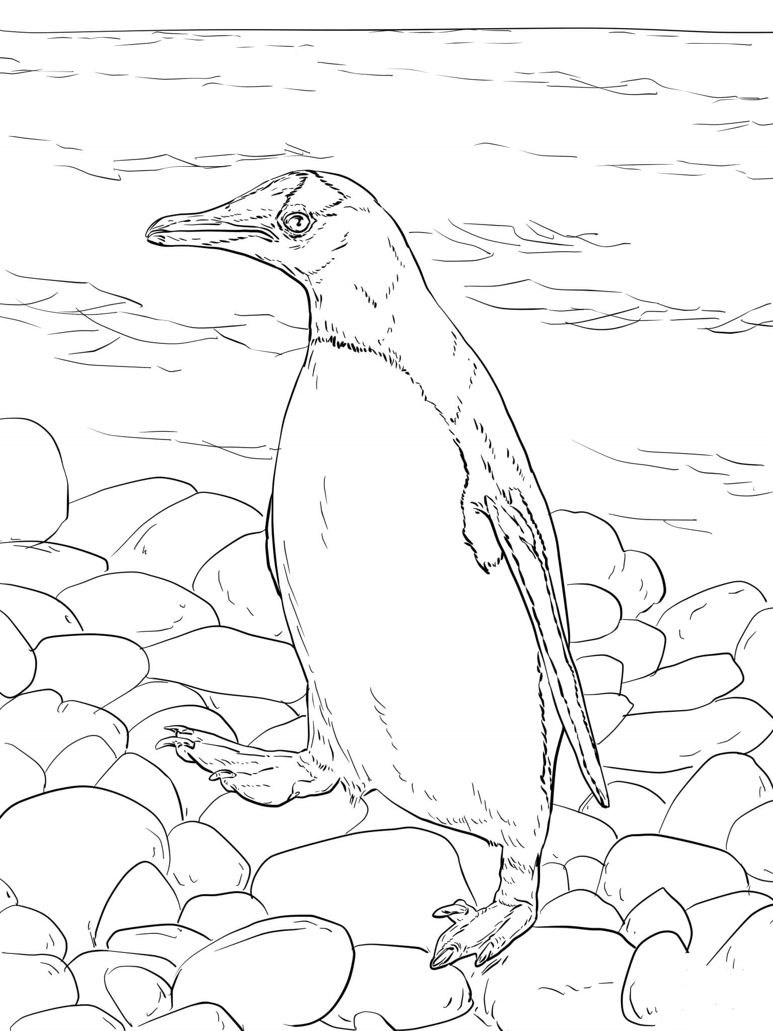 penguins coloring pages