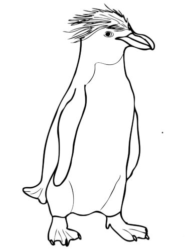 Macaroni Crested Penguin Coloring Page