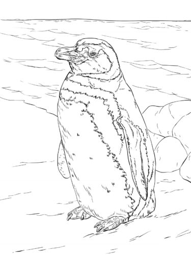 Magellanic Penguin Coloring Page
