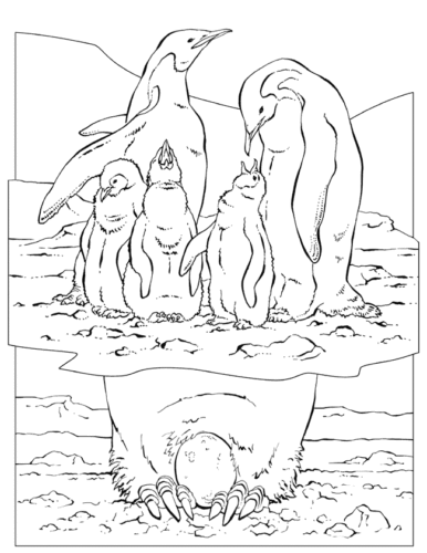 Realistic Penguin Coloring Pages