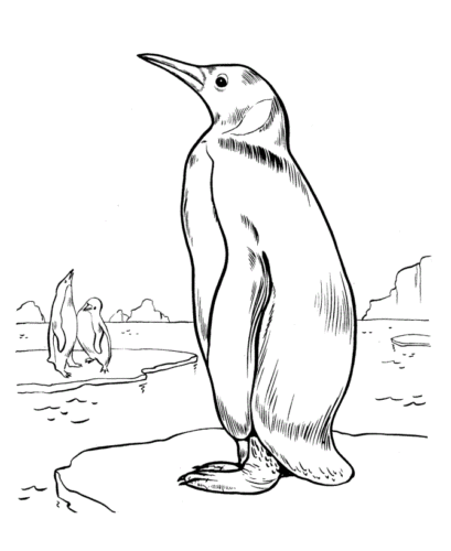 Realistic Penguin Coloring Pages Printable
