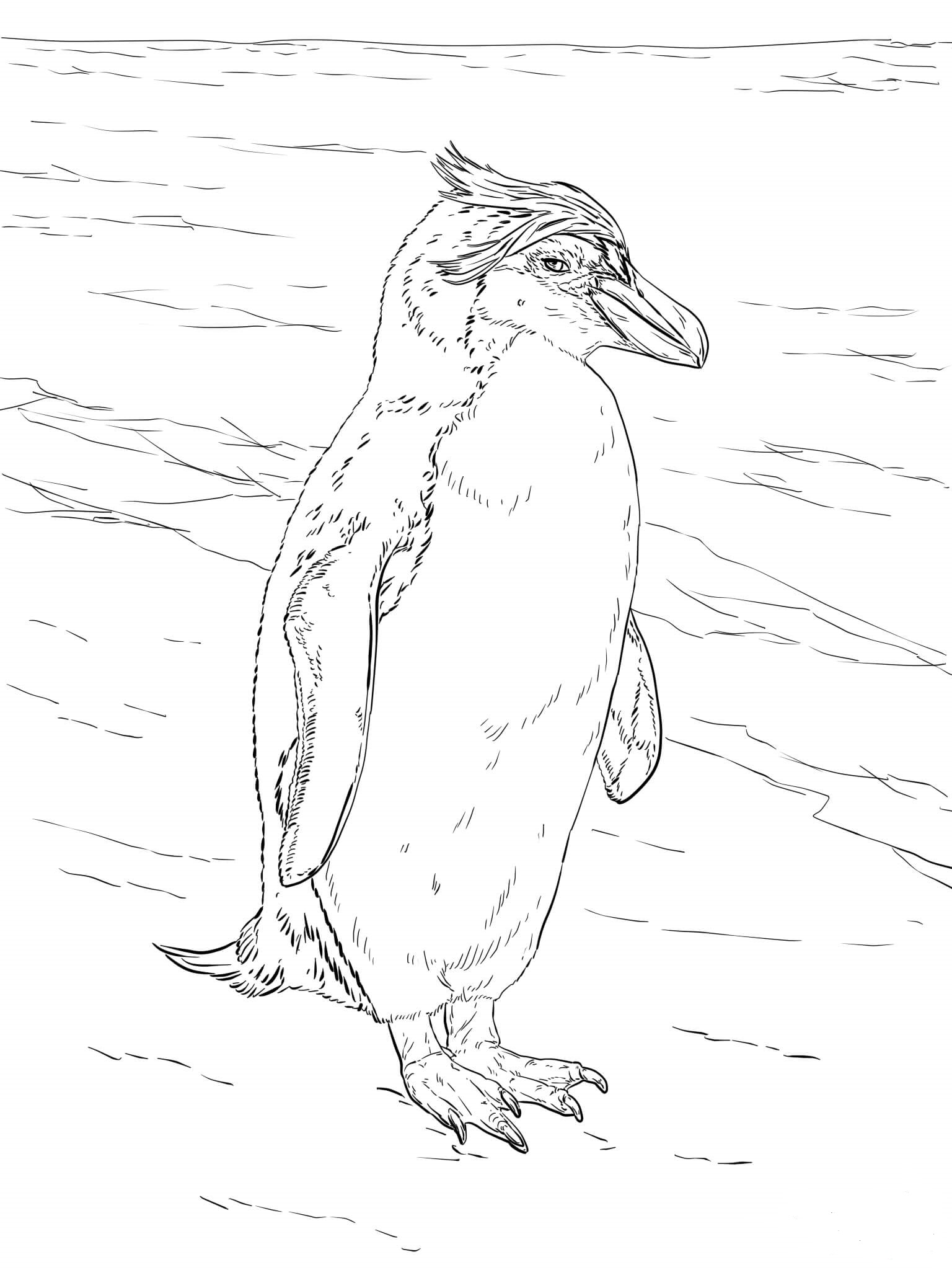 Royal Penguin Coloring Page Royal Penguin Coloring Page