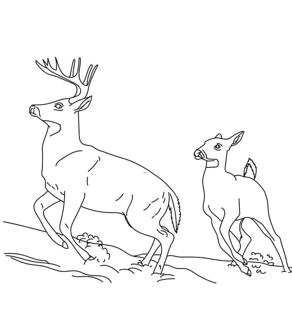The Eurasian Woodland Reindeer Coloring Page