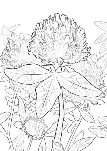 Red Clover Coloring Page