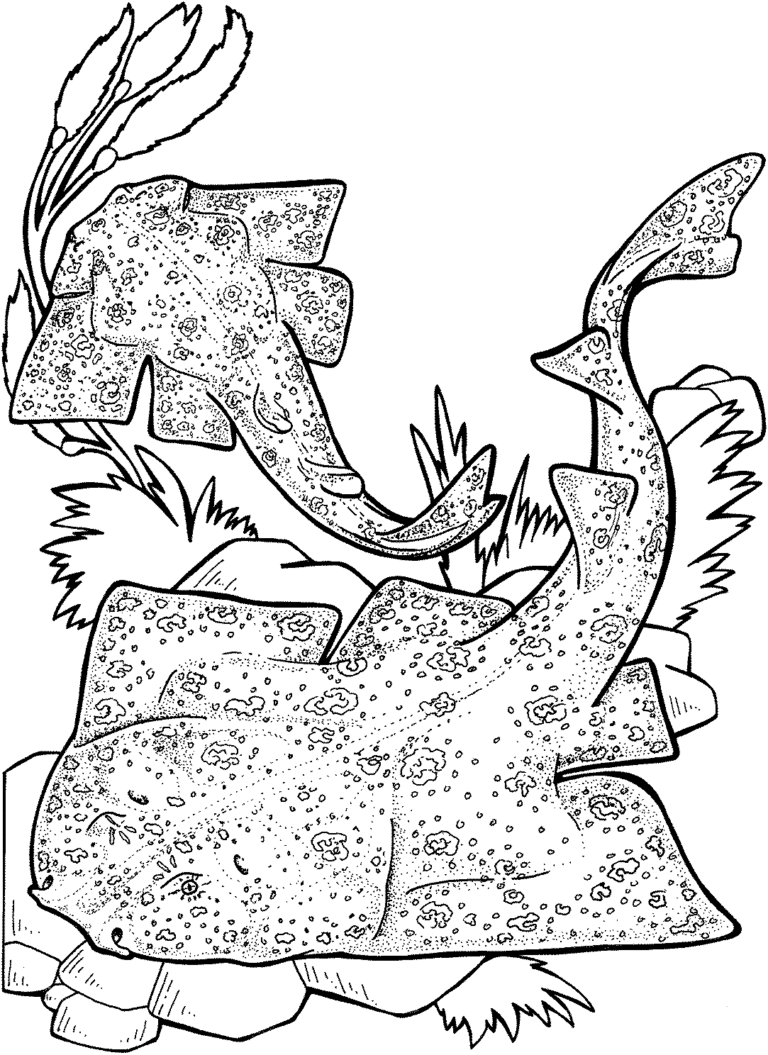 33 Free Shark Coloring Pages Printable