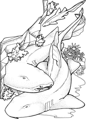 Bamboo Shark Coloring Page