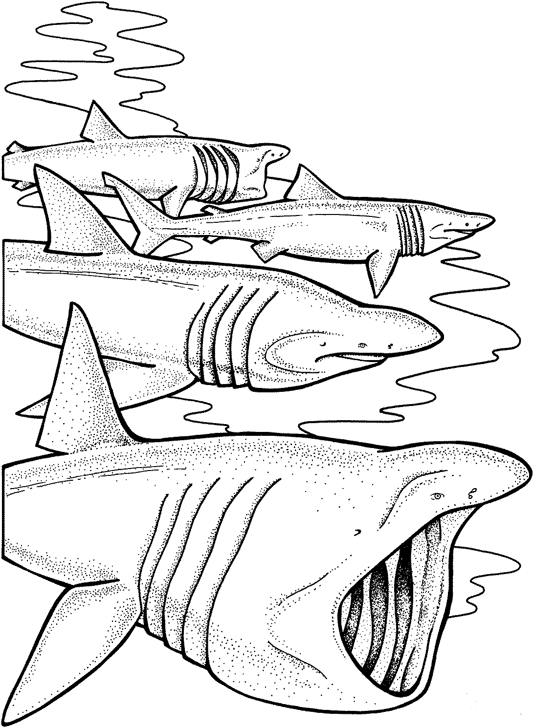 Basking Sharks Coloring Page