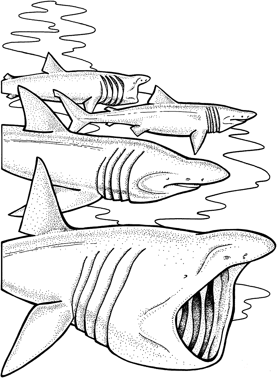 Download 33 Free Shark Coloring Pages Printable