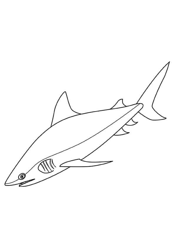 Bull Shark Coloring Page A4