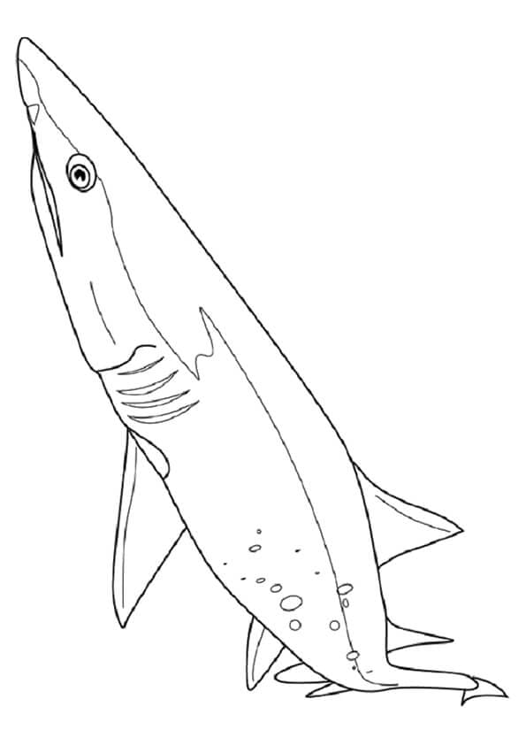 Cladoselache Shark Coloring Page