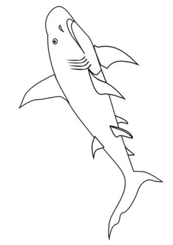 Dwarf Lantern Shark Colouring Page