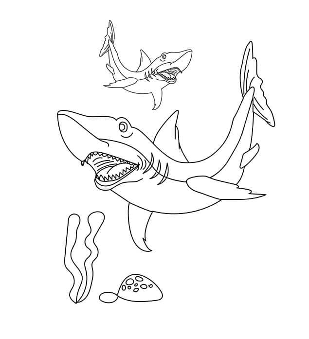 Gray Reef Shark Coloring Picture Free