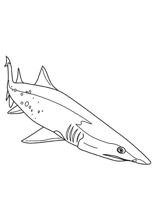 Great White Shark Coloring Page Printable