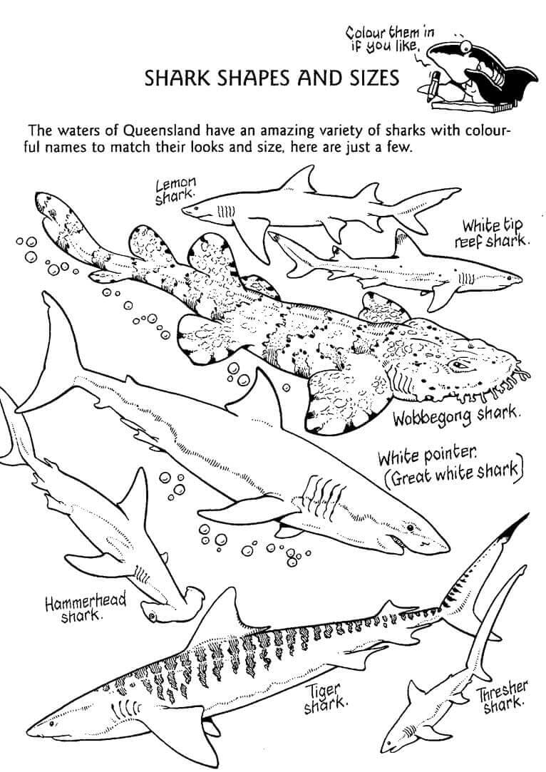 Types Of Shark Coloring Page