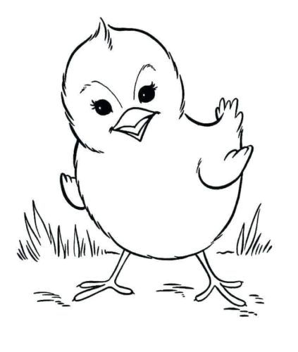 Chick coloring page