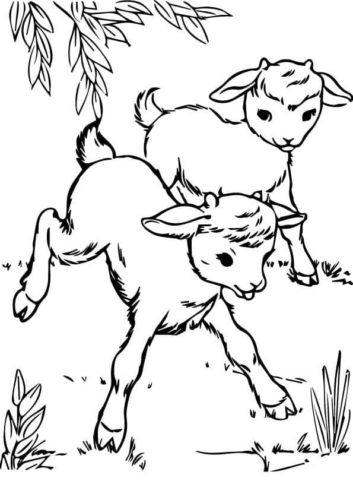 Goats At Farm coloring page