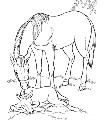 Horse and Foal Coloring Page