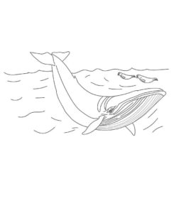 25 Free Whale Coloring Pages Printable