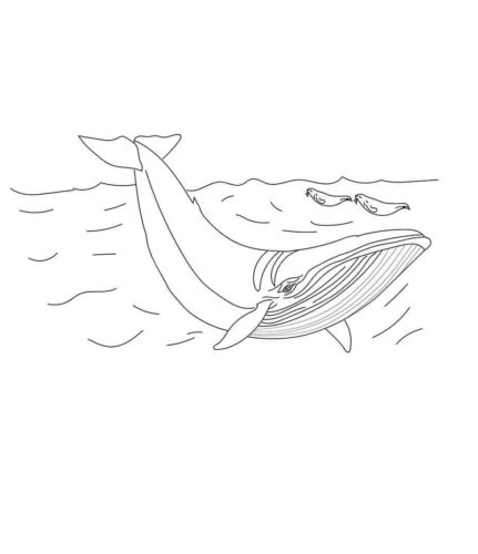 Minke Whale coloring picture